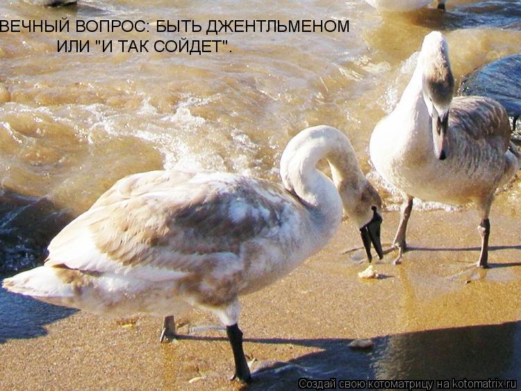 Котоматрица: ВЕЧНЫЙ ВОПРОС: БЫТЬ ДЖЕНТЛЬМЕНОМ  ИЛИ "И ТАК СОЙДЕТ".