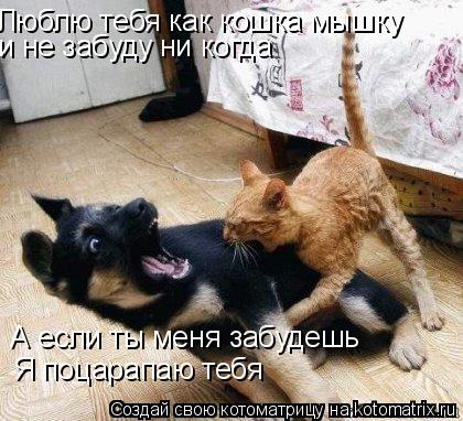 Котоматрица: Люблю тебя как кошка мышку    и не забуду ни когда  А если ты меня забудешь    Я поцарапаю тебя