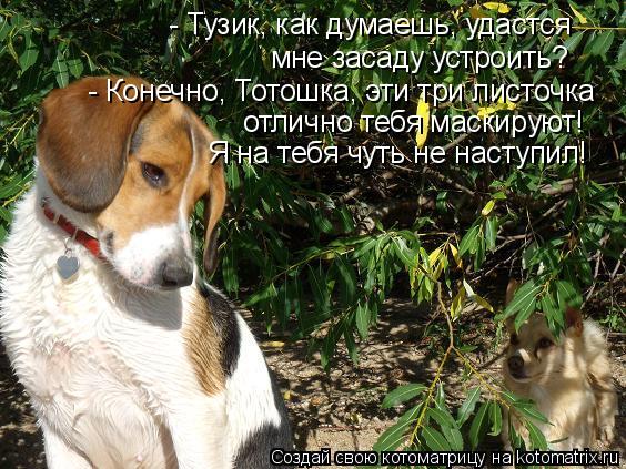 Котоматрица: - Тузик, как думаешь, удастся  мне засаду устроить? - Конечно, Тотошка, эти три листочка отлично тебя маскируют! Я на тебя чуть не наступил!