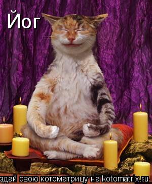 Котоматрица: Йог