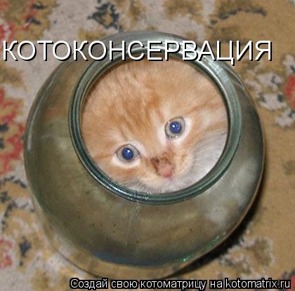 Котоматрица: КОТОКОНСЕРВАЦИЯ