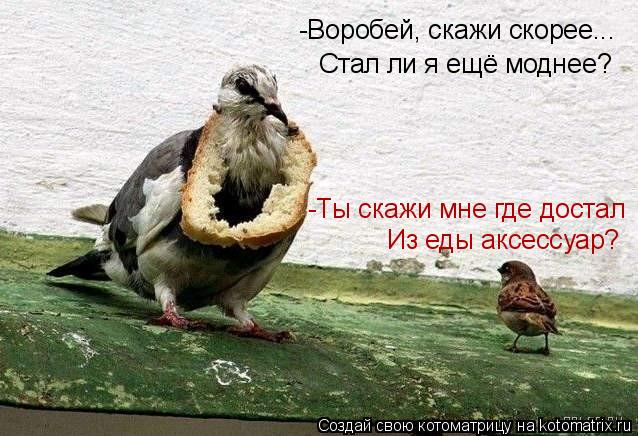 Котоматрица: -Воробей, скажи скорее... Стал ли я ещё моднее? -Ты скажи мне где достал Из еды аксессуар?