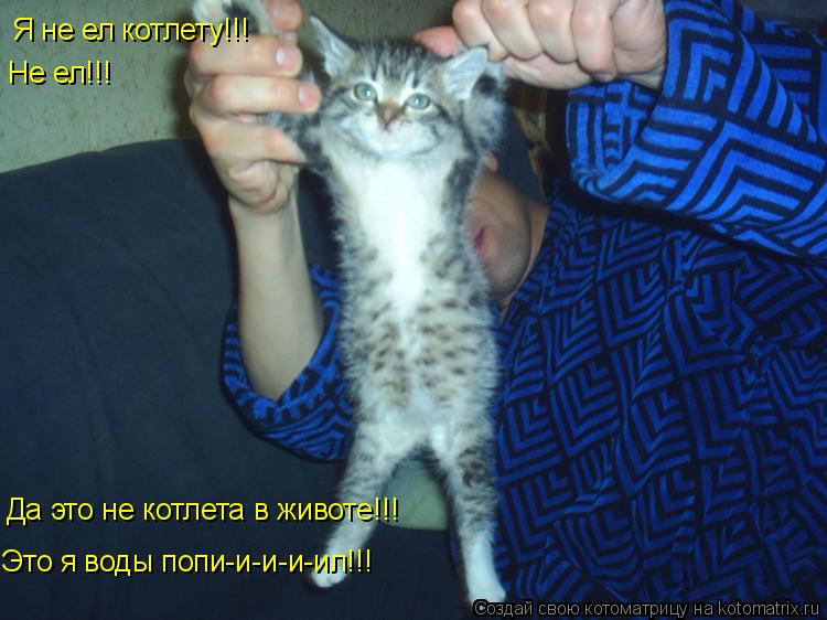 Котоматрица: Я не ел котлету!!!   Не ел!!!   Да это не котлета в животе!!!   Это я воды попи-и-и-и-ил!!!
