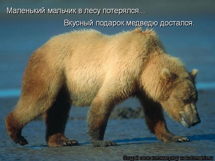Котоматрица: Маленький мальчик в лесу потерялся... Вкусный подарок медведю достался.