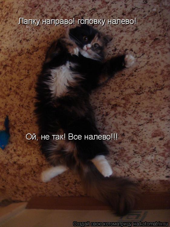 Лапку направо! головку налево! Ой, не так! Все налево!!!... Котоматрица: Лапку направо! головку налево! Ой, не так! Все налево!!!