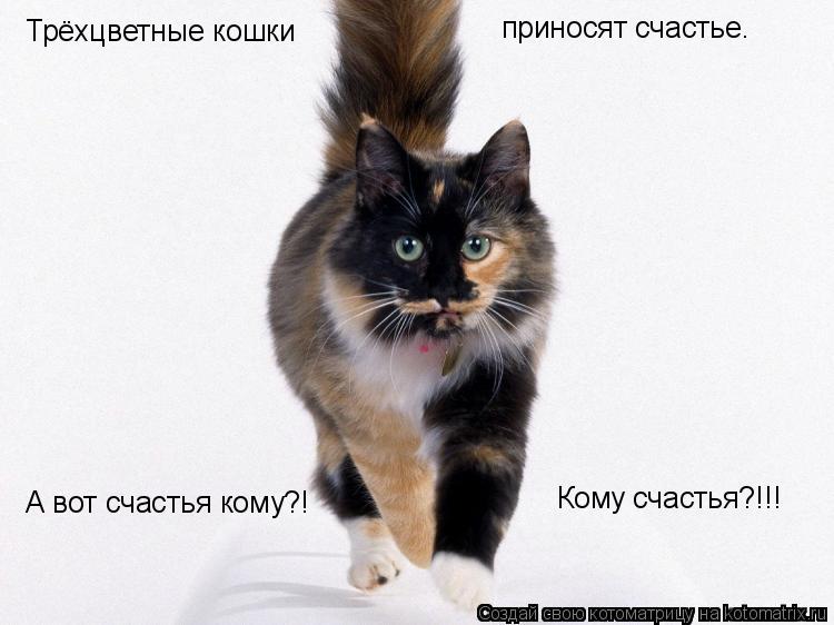Трёхцветные кошки приносят счастье. А вот счастья кому?! Кому счастья?!!!... Котоматрица: Трёхцветные кошки приносят счастье. А вот счастья кому?! Кому счастья?!!!