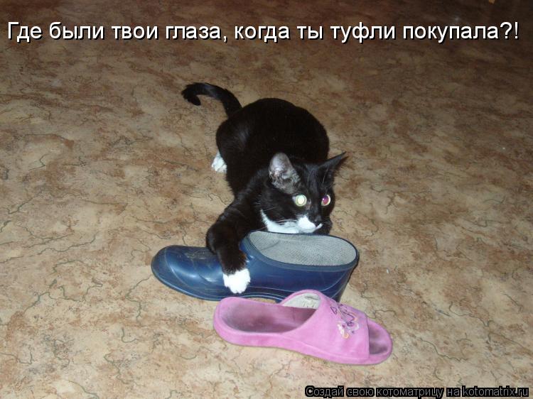 Где были твои глаза, когда ты туфли покупала?!... Котоматрица: Где были твои глаза, когда ты туфли покупала?!