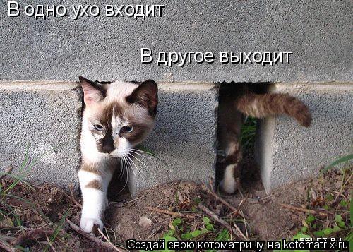 Котоматрица: В одно ухо входит В другое выходит