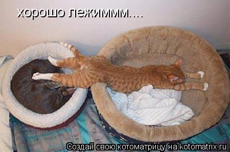 Котоматрица: хорошо лежиммм....