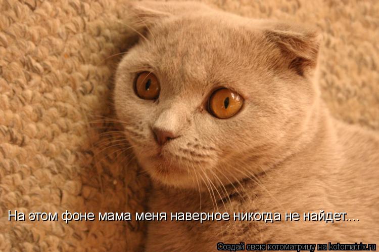 Котоматрица: На этом фоне мама меня наверное никогда не найдет....