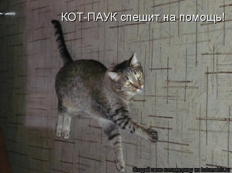Котоматрица: КОТ-ПАУК спешит на помощь!