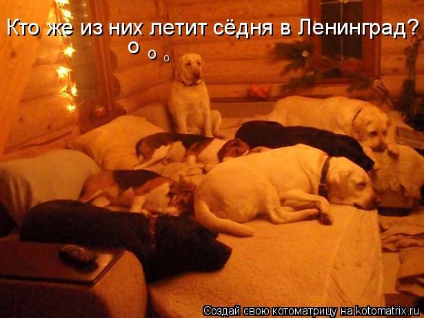 Котоматрица: Кто же из них летит сёдня в Ленинград? о о о