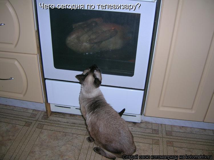 Котоматрица: Чего сегодня по телевизару?