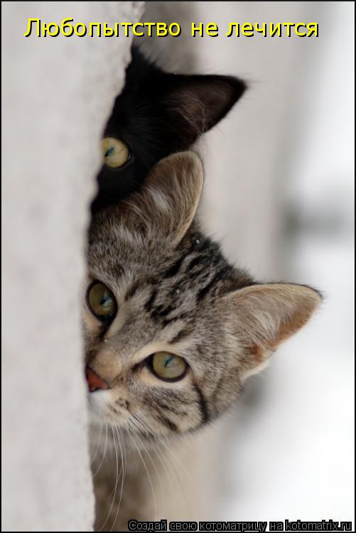 Котоматрица: Любопытство не лечится