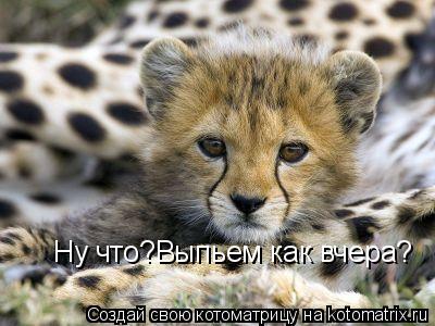 Котоматрица: Ну что?Выпьем как вчера?