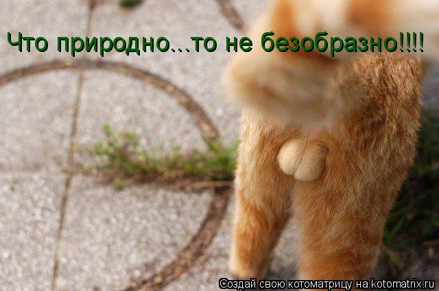 Котоматрица: Что природно...то не безобразно!!!!