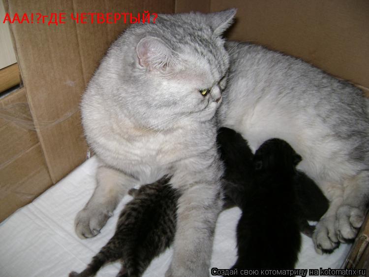 Котоматрица: ААА!?гДЕ ЧЕТВЕРТЫЙ?