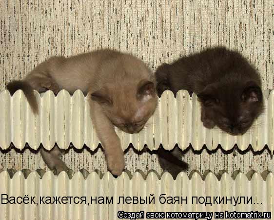 Котоматрица: Васёк,кажется,нам левый баян подкинули...