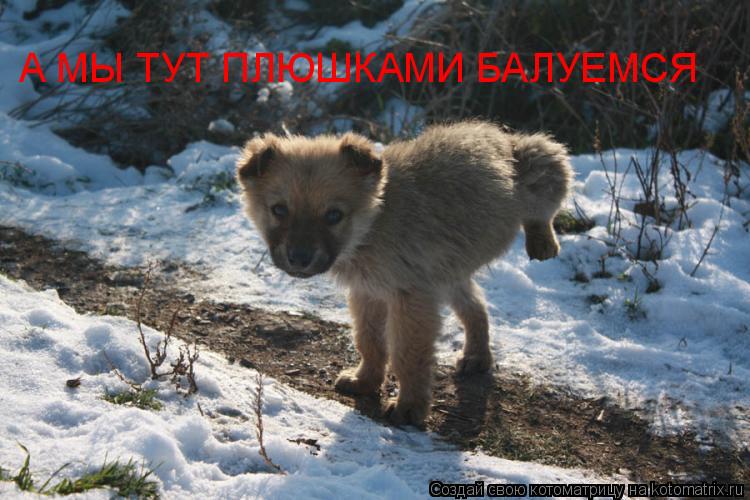 А МЫ ТУТ ПЛЮШКАМИ БАЛУЕМСЯ... Котоматрица: А МЫ ТУТ ПЛЮШКАМИ БАЛУЕМСЯ