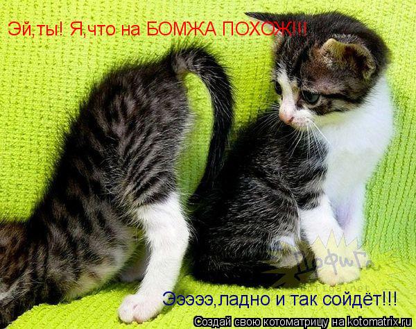 Котоматрица: Эй,ты! Я,что на БОМЖА ПОХОЖ!!! Эээээ,ладно и так сойдёт!!!