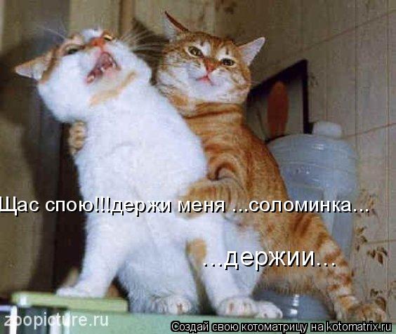 Котоматрица: Щас спою!!!держи меня ...соломинка...  ...держии...