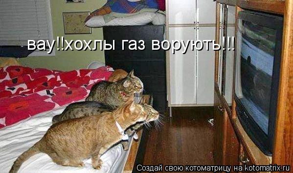 Котоматрица: вау!!хохлы газ ворують!!!