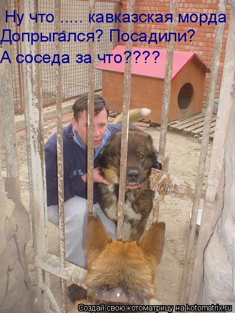 Котоматрица: Ну что ..... кавказская морда Допрыгался? Посадили? А соседа за что????