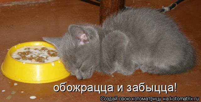 Котоматрица: обожрацца и забыцца!