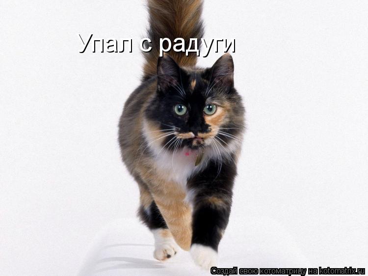 Упал с радуги... Котоматрица: Упал с радуги