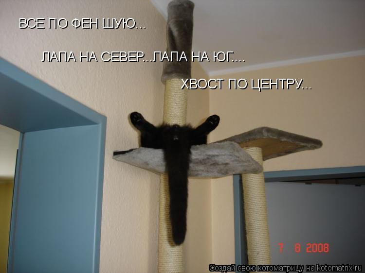 ВСЕ ПО ФЕН ШУЮ... ЛАПА НА СЕВЕР...ЛАПА НА ЮГ.... ХВОСТ ПО ЦЕНТРУ...... Котоматрица: ВСЕ ПО ФЕН ШУЮ... ЛАПА НА СЕВЕР...ЛАПА НА ЮГ.... ХВОСТ ПО ЦЕНТРУ...