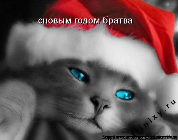 Котоматрица: сновым годом братва