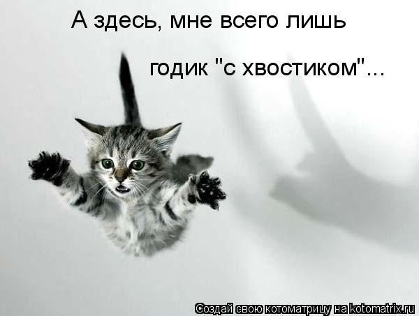 Котоматрица: А здесь, мне всего лишь  годик "с хвостиком"...