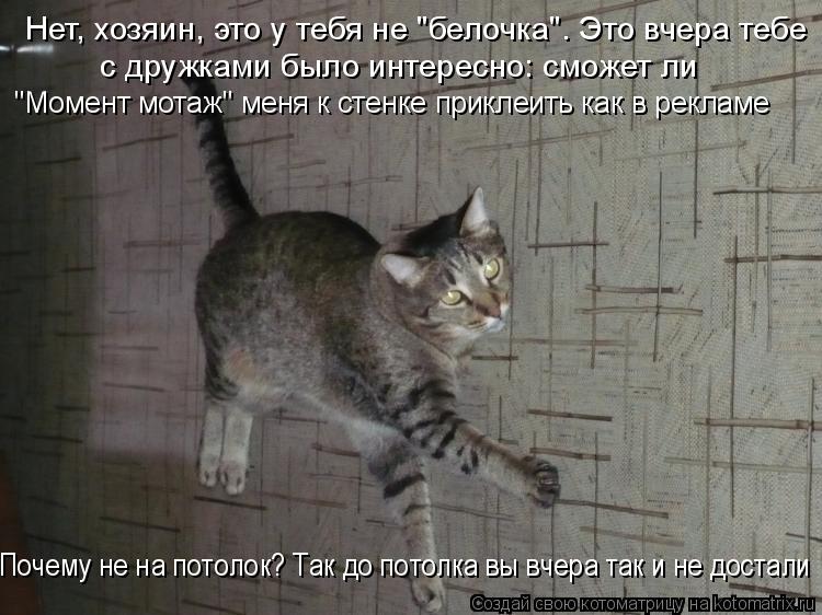Котоматрица: Нет, хозяин, это у тебя не "белочка". Это вчера тебе с дружками было интересно: сможет ли "Момент мотаж" меня к стенке приклеить как в рекламе П