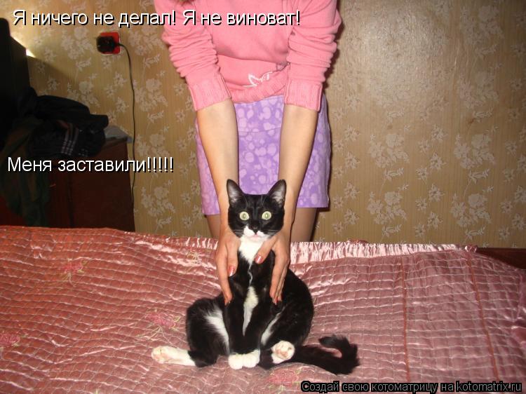 Котоматрица: Я ничего не делал! Я не виноват! Меня заставили!!!!!