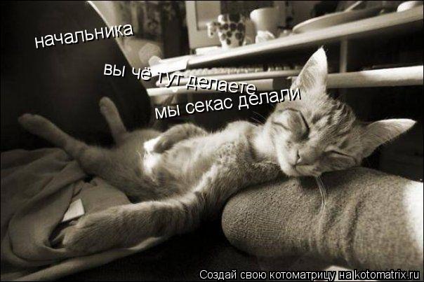 начальника вы чё тут делаете мы секас делали... Котоматрица: начальника вы чё тут делаете мы секас делали
