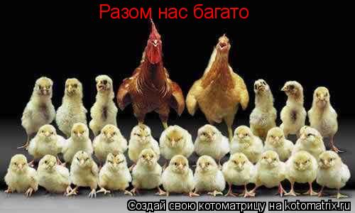 Котоматрица: Разом нас багато