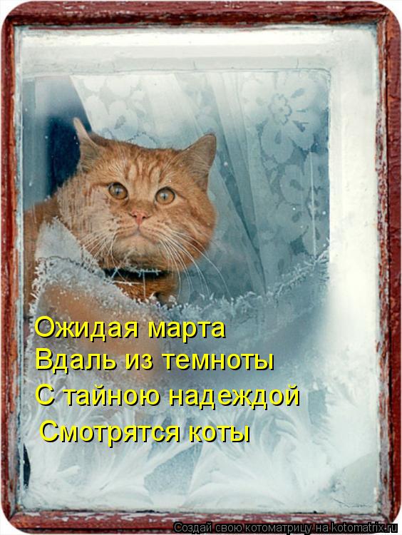 Котоматрица: Ожидая марта Вдаль из темноты С тайною надеждой Смотрятся коты
