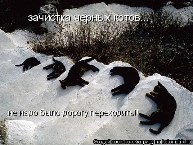 Котоматрица: зачистка черных котов... не надо было дорогу переходить!!