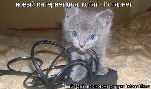 Котоматрица: новый интернет для, котят - Котярнет