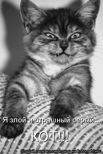 Котоматрица: Я злой и страшный серый... КОТ!!!