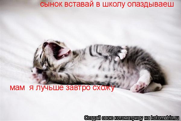 Котоматрица: сынок вставай в школу опаздываеш мам  я лучьше завтро сжу мам  я лучьше завтро схожу