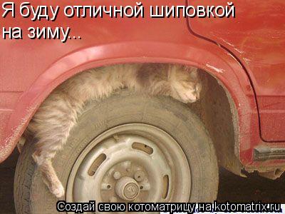 Котоматрица: Я буду отличной шиповкой на зиму...