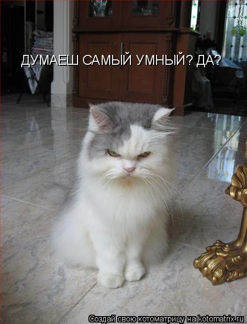ДУМАЕШ САМЫЙ УМНЫЙ? ДА?... Котоматрица: ДУМАЕШ САМЫЙ УМНЫЙ? ДА?
