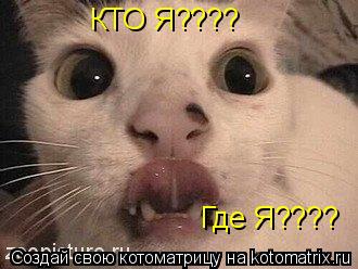 КТО Я???? Где Я????... Котоматрица: КТО Я???? Где Я????