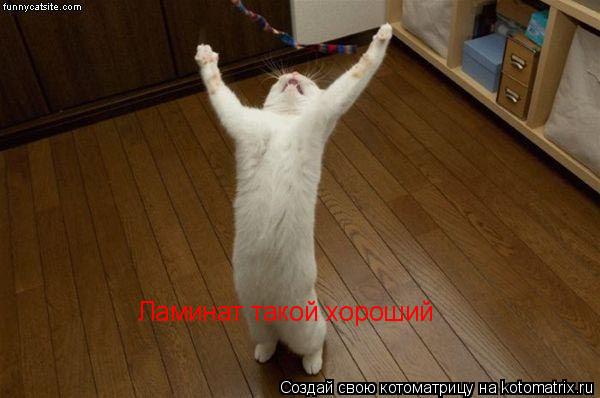 Котоматрица: Ламинат такой хороший