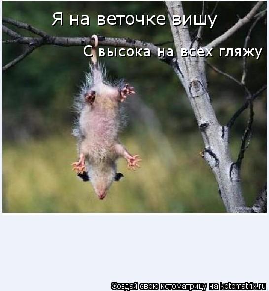 Котоматрица: Я на веточке вишу С высока на всех гляжу