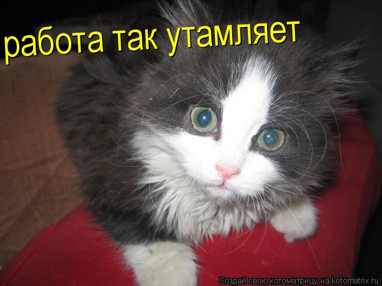 Котоматрица: работа так утамляет