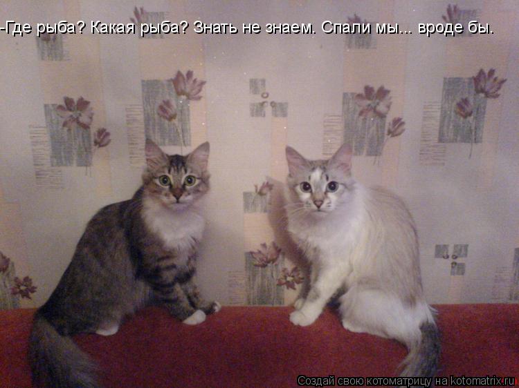Котоматрица: -Где рыба? Какая рыба? Знать не знаем. Спали мы... вроде бы.