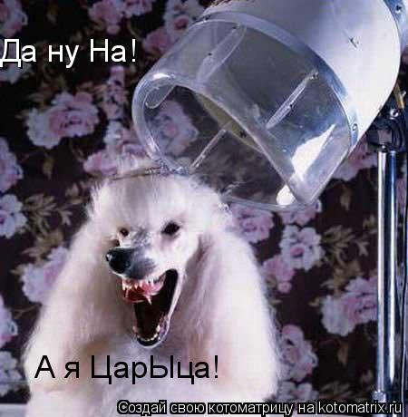 Котоматрица: Да ну На! А я ЦарЫца!