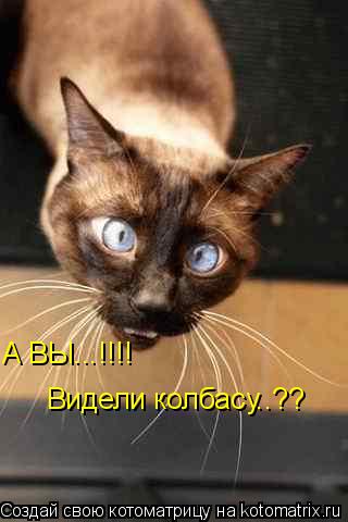 А ВЫ...!!!! Видели колбасу..??... Котоматрица: А ВЫ...!!!! Видели колбасу..??